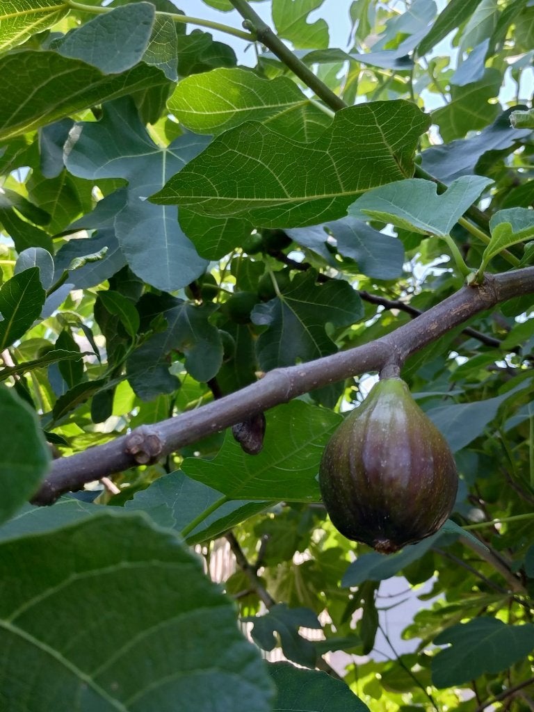 fruit, Ophalen
