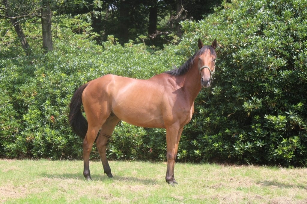 7  jarige allround paard, Animaux & Accessoires, Chevaux, Hongre, B, 165 à 170 cm, 7 à 10 ans, Cheval de récréation, Avec pedigree