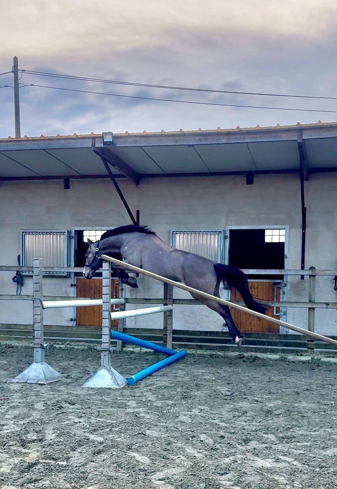 3jarige Adorado-ruin, Dieren en Toebehoren, Paarden, Ruin, Zadelmak, 160 tot 165 cm, 3 tot 6 jaar, Springpaard, Met stamboom, Gechipt