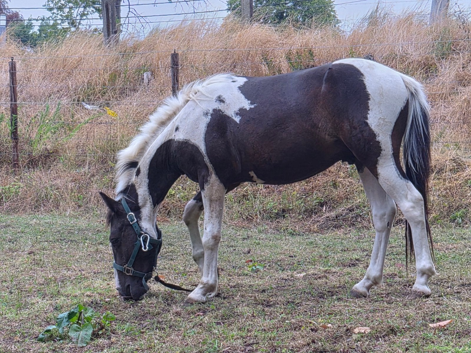 2 jarige Cpony Ruin Spring onbeleerd, Animaux & Accessoires, Poneys, Poney C (1.27 m à 1.37m), Hongre, 0 à 2 ans, Non dressé