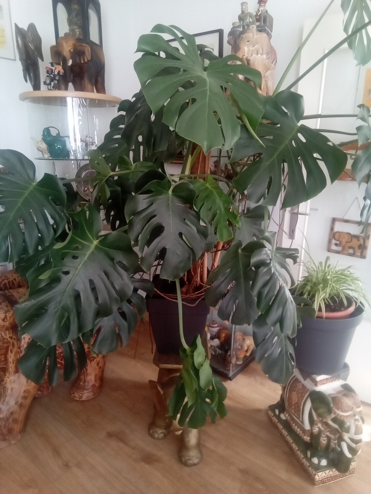 Philodendron de grande taille, Enlèvement
