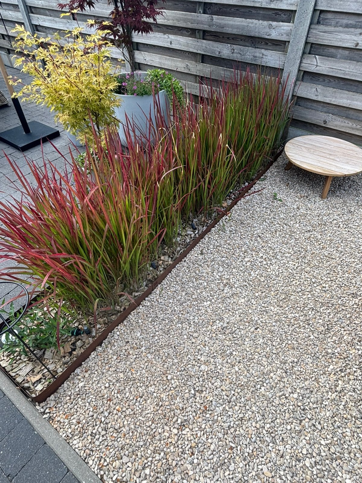 Bloedgras, Tuin en Terras, Planten | Tuinplanten, Ophalen