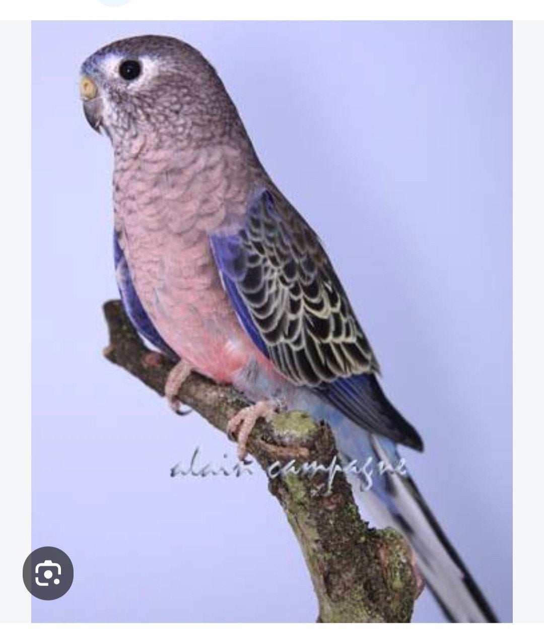 CHERCHE PERRUCHE BOURKE MAN, Animaux & Accessoires, Oiseaux | Perruches & Perroquets, Mâle, Perruche