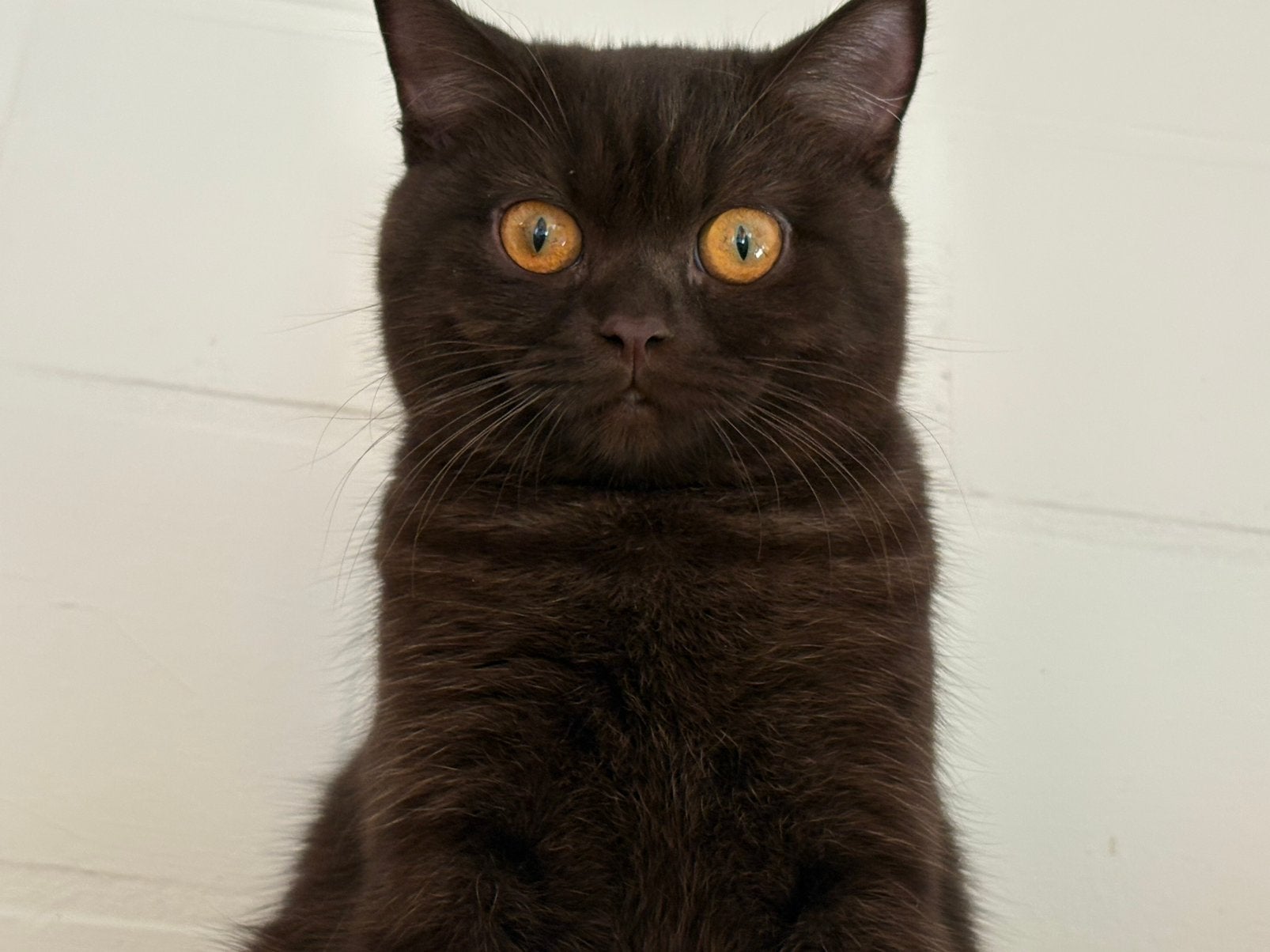 Brits korthaar met stamboom, Animaux & Accessoires, Chats & Chatons | Chats de race | Poil ras, Chatte ou Chat, Avec pedigree