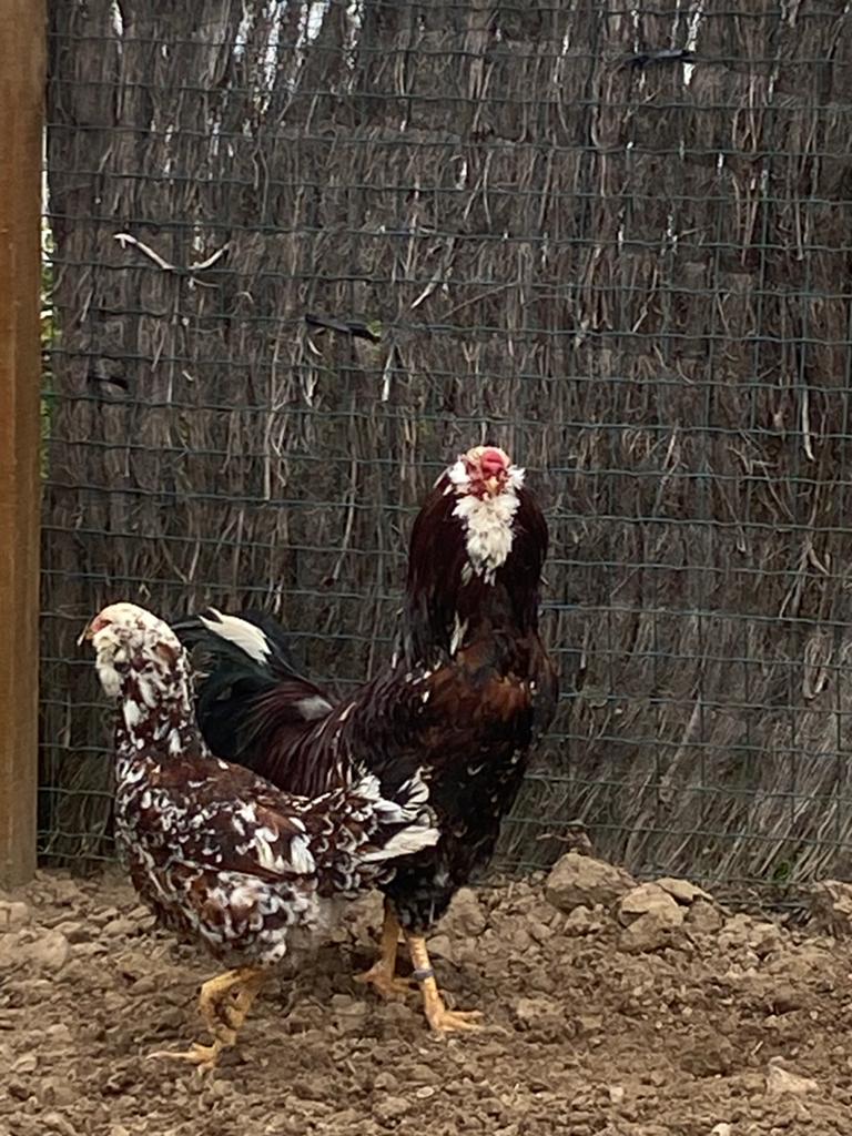Broedeieren, Dieren en Toebehoren, Pluimvee, Kip