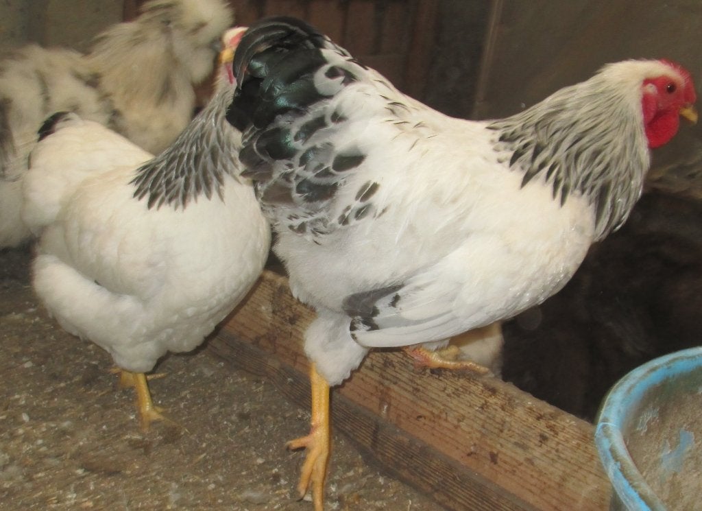 wyandotte krielen, Dieren en Toebehoren, Pluimvee, Meerdere dieren, Kip