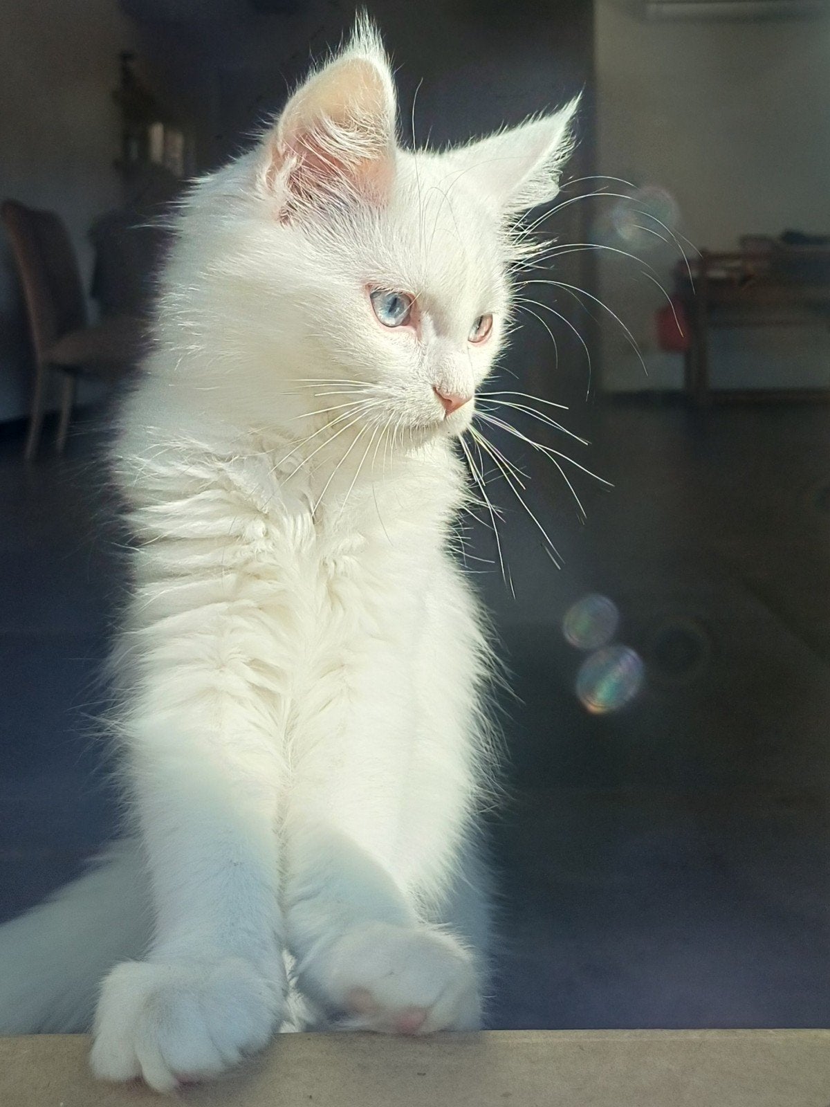 Maine Coon kitten, Chatte ou Chat, Avec puce électronique, 0 à 2 ans