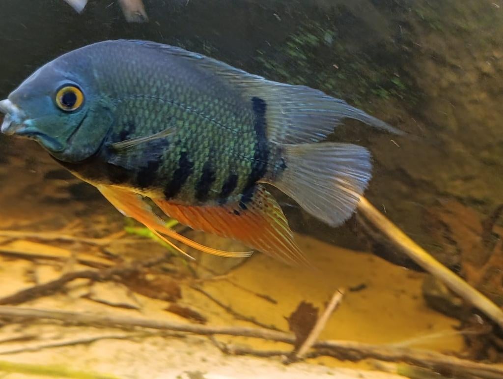 Cichliden - Heros efasciatus, Vis, Zoetwatervis