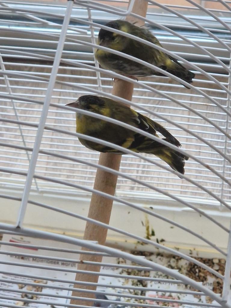 Chardonneret