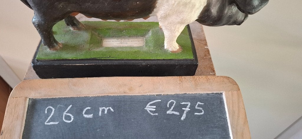div. schedel opgezette dieren taxidermie anatomische modelen, Ophalen, Gebruikt, Wild dier, Opgezet dier