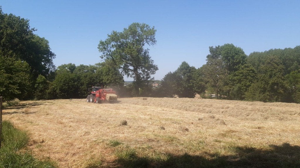 Te koop gras op stam 2de snede, Articles professionnels, Agriculture | Aliments pour bétail, Enlèvement