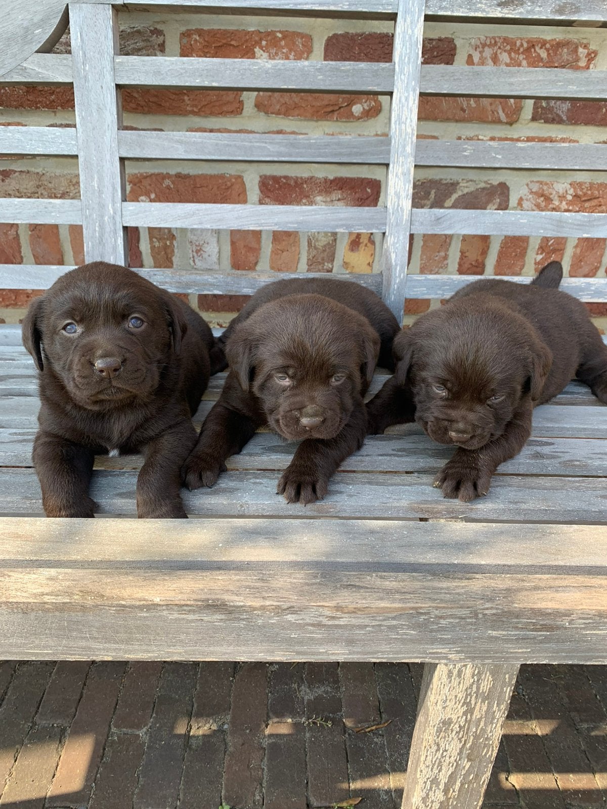 Chocolade labrador pups, Dieren en Toebehoren, Honden | Retrievers, Spaniëls en Waterhonden, België, Fokker | Hobbymatig, 8 tot 15 weken