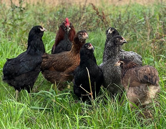 blauw leggers araucana 4+1 GRATIS 100% hennen 0499/082381, Dieren en Toebehoren, Vrouwelijk, Kip