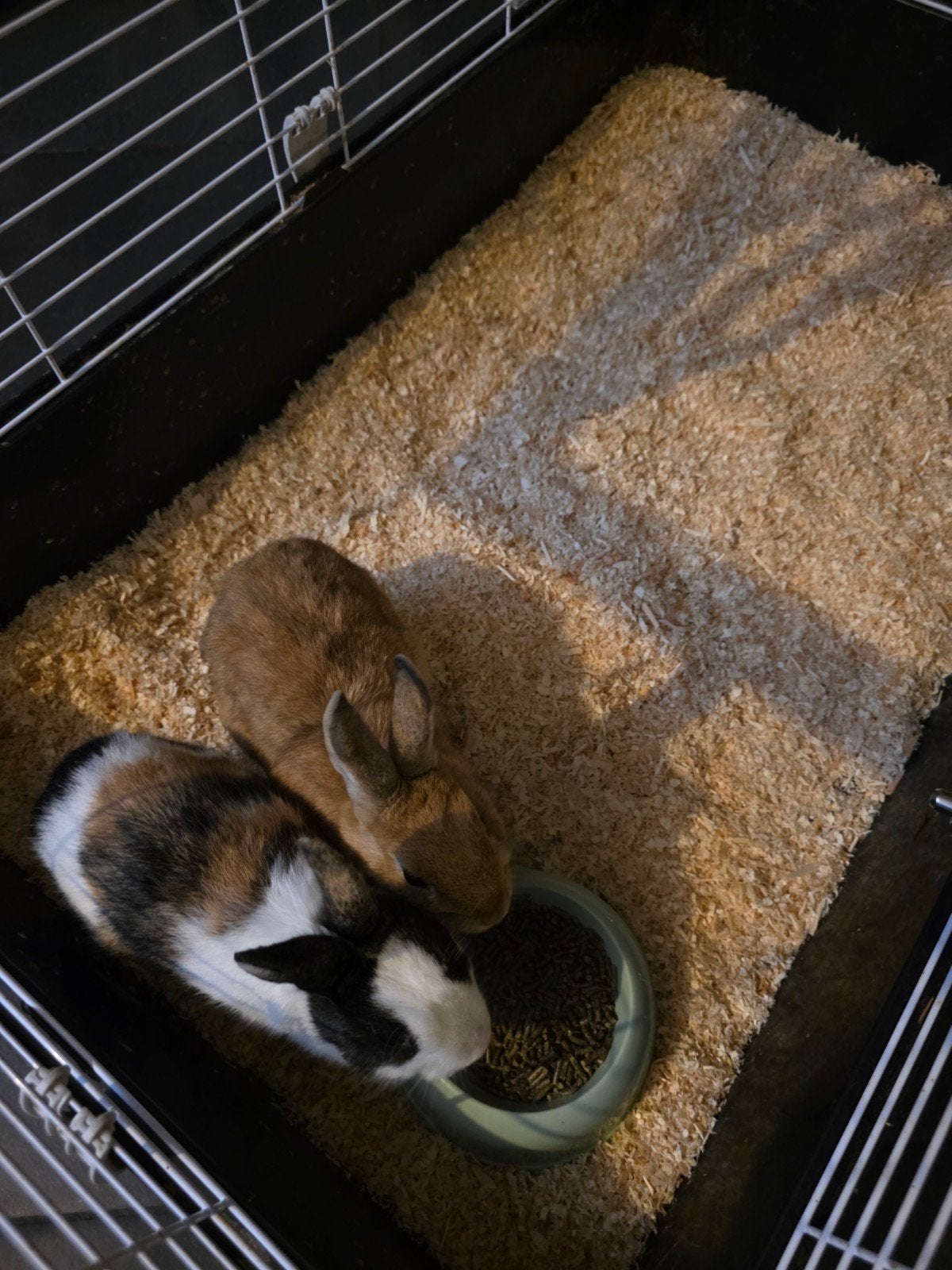 2 dwergkonijntjes + alle toebehoren + konijnenhok, Januari, Meerdere dieren, Overige typen, Tam