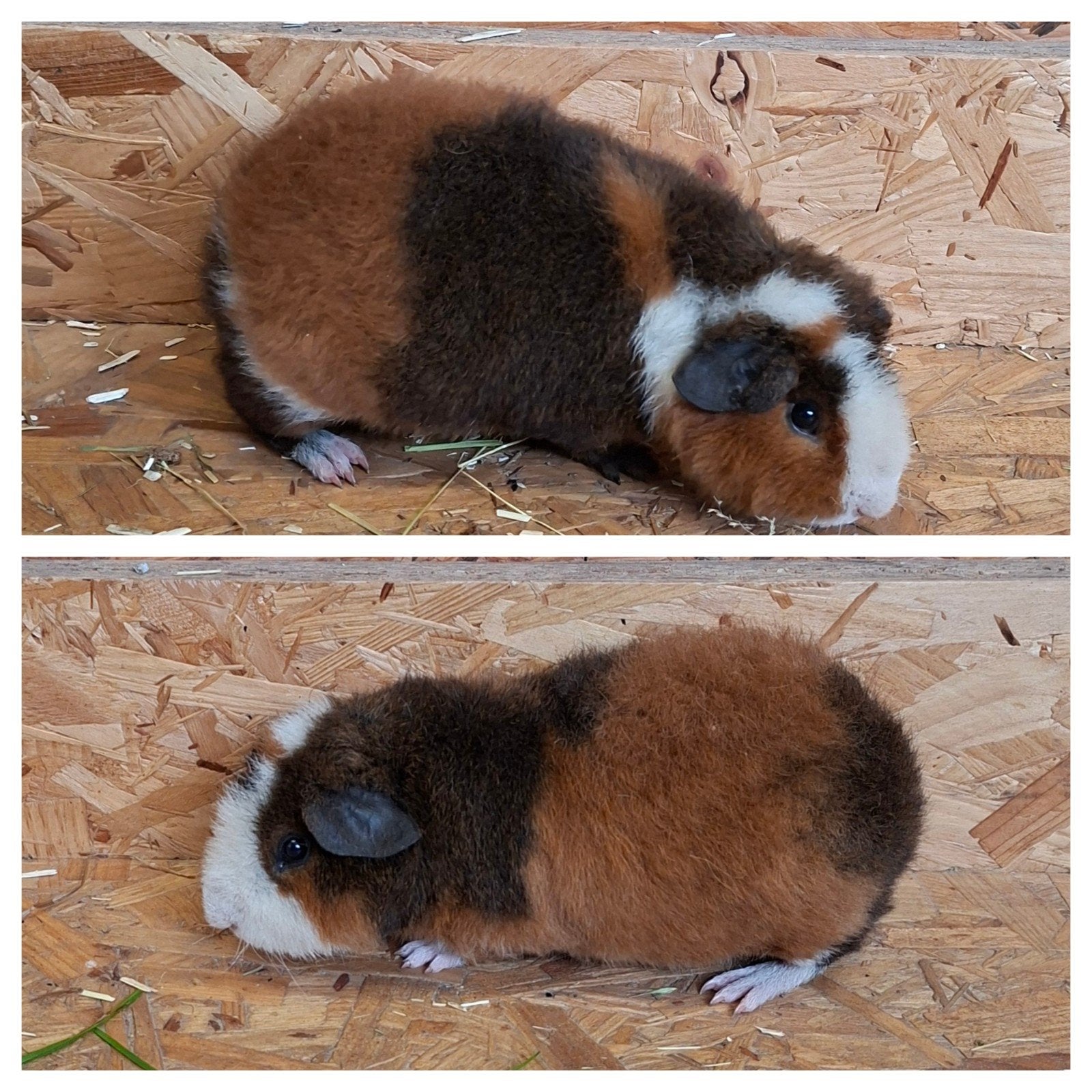 Us teddy cavia, Février, Cobaye