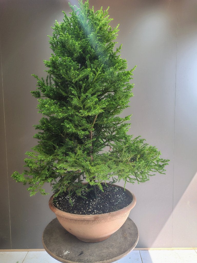 Startplanten voor bonsai, Lente, Minder dan 100 cm, Volle zon, In pot