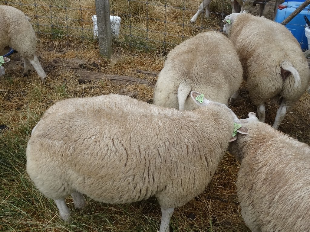 Bèliers à vendre, Mâle, Mouton, 0 à 2 ans