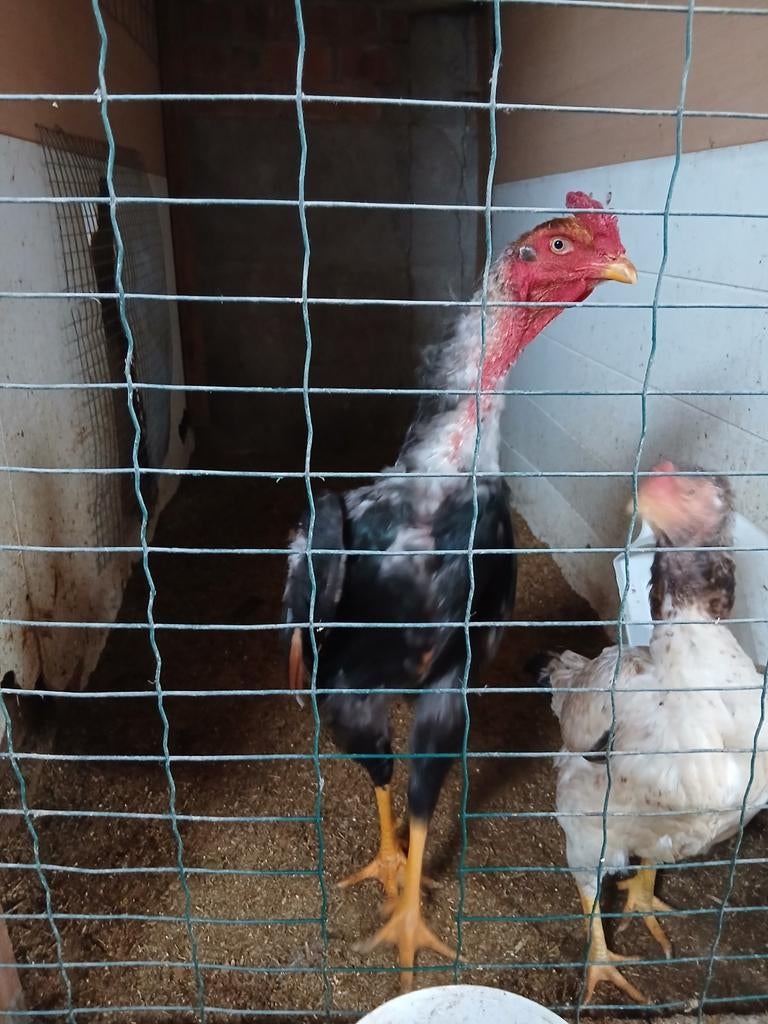 Shamo, juin 2025, Mâle, Poule ou poulet