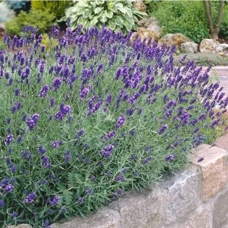 Lavendel "Munstead", Tuin en Terras, Ophalen, Volle zon