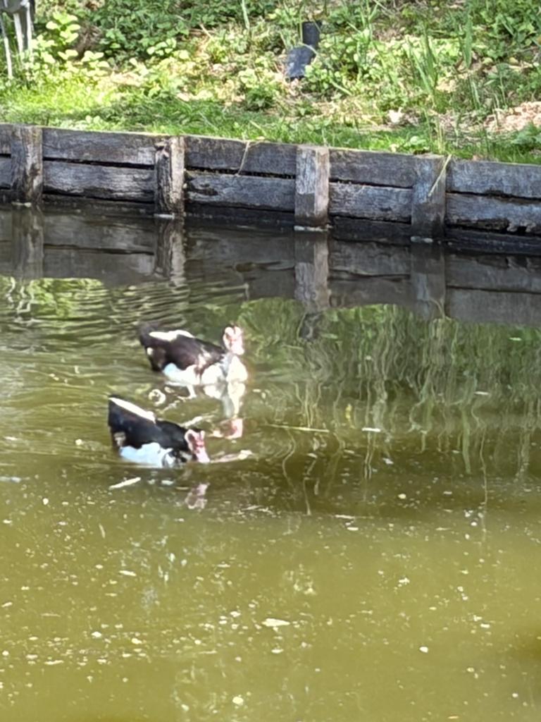 Barbarie eend, Dieren en Toebehoren, Eend