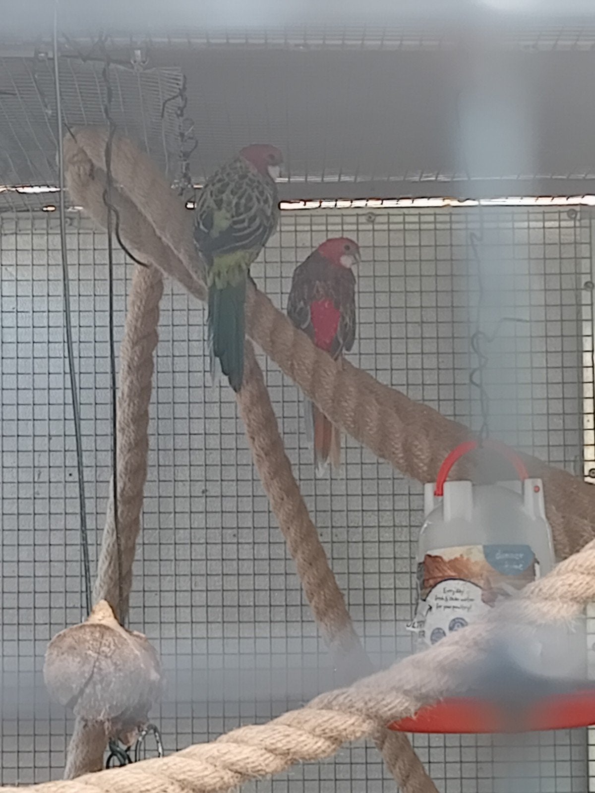Koppel rosella, Bagué