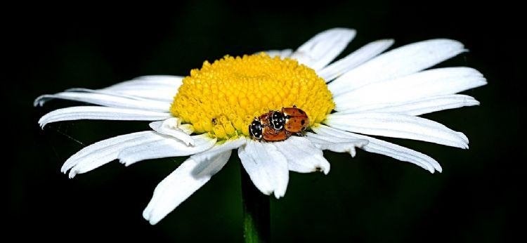 3 x MARGRIET  of leucanthemun vulgare   in pot SOLDEN, Tuin en Terras, Planten | Tuinplanten, Ophalen, Vaste plant