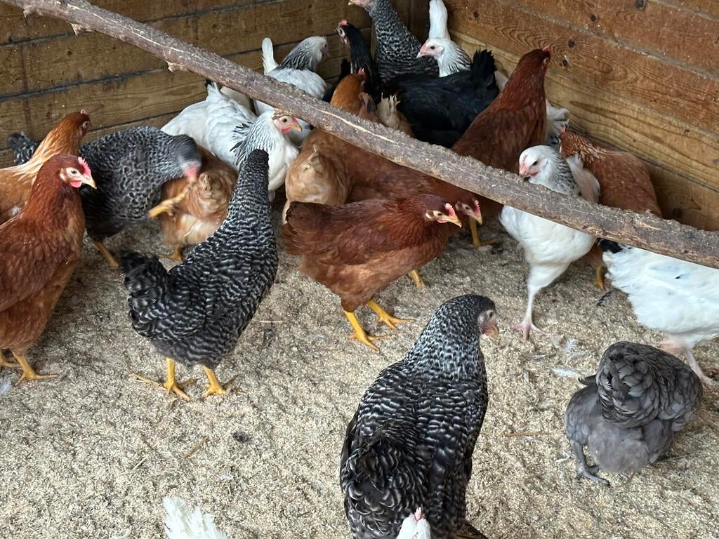 Ruime keuze kippen in Rillaar, Dieren en Toebehoren