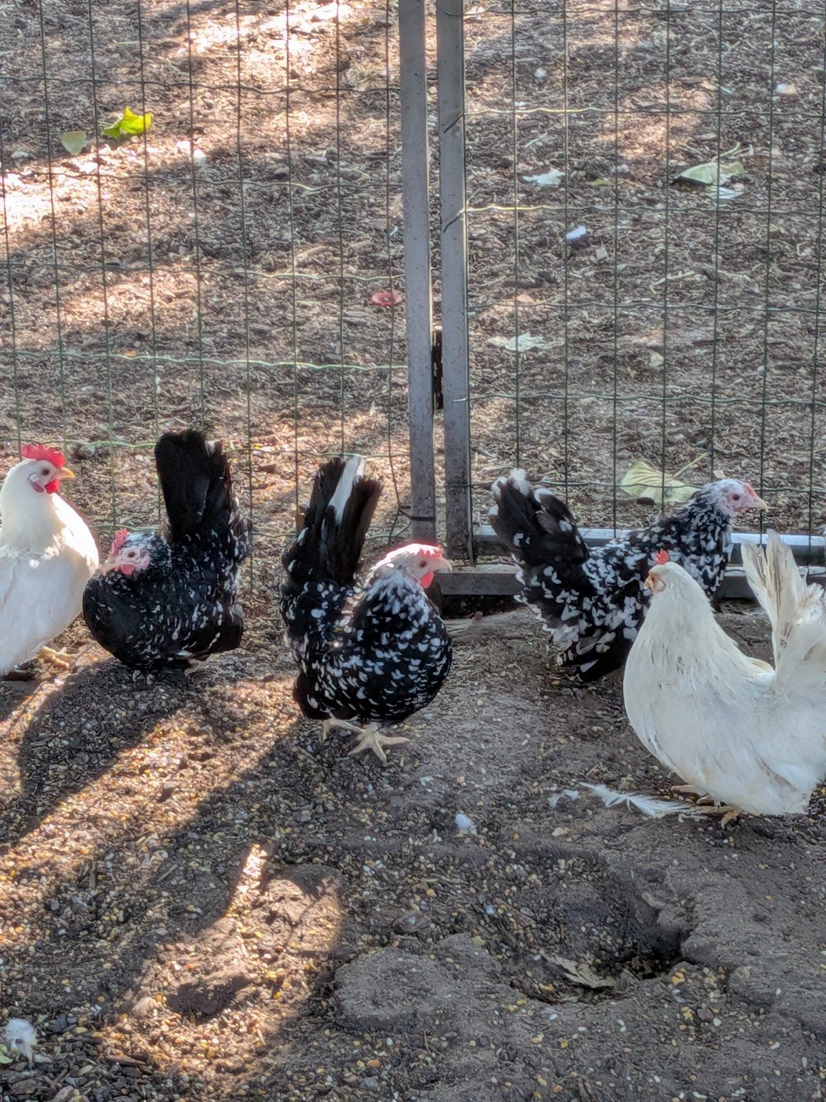chabo, Dieren en Toebehoren