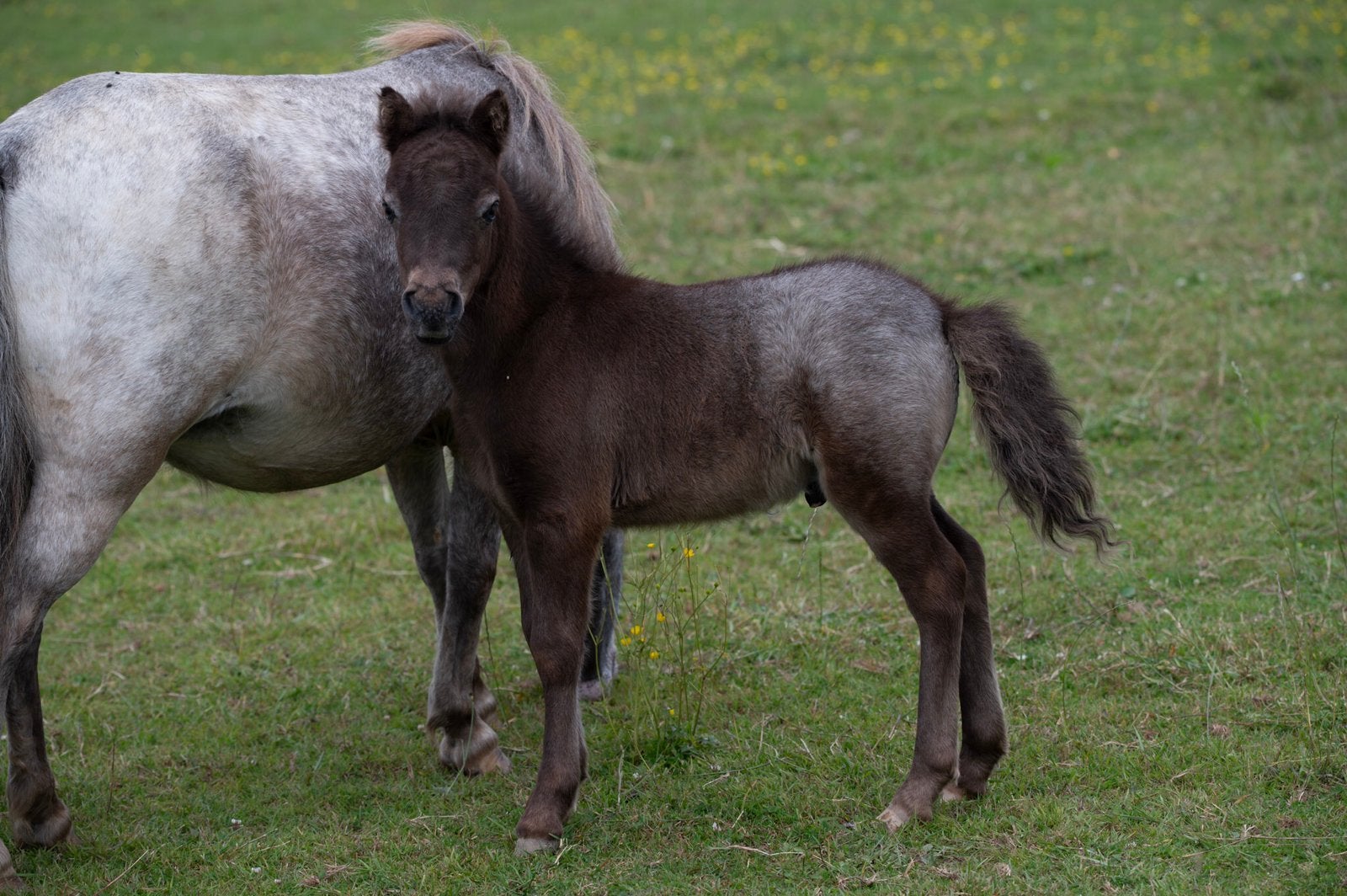 Minipaard Appaloosa veulen, Étalon, M