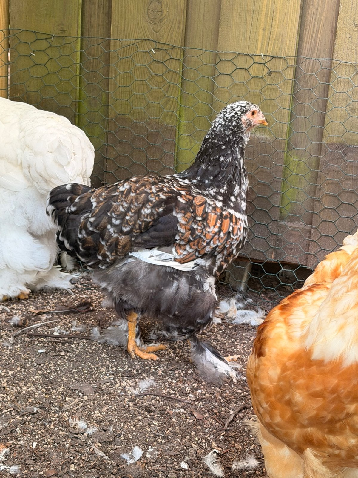 Brahama groothoender porselein hennen, Femelle, Poule ou poulet