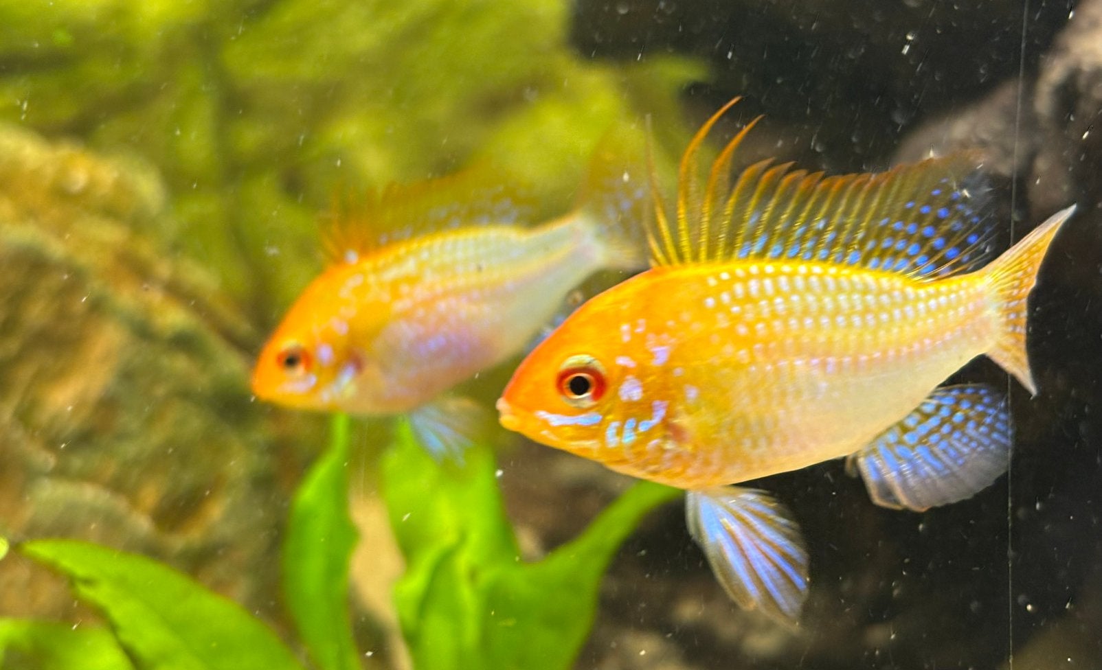 Koppeltje gouden ramirezi antennenbaarsjes 15€, Dieren en Toebehoren, Vis, Zoetwatervis