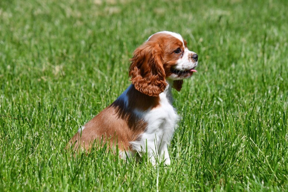 Chiots Cavalier King Charles à vendre, 15 semaines à 1 an, Plusieurs animaux, Plusieurs, Étranger