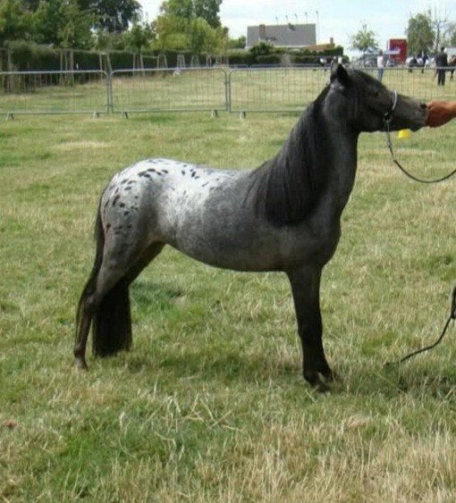 zeer mooi aanhankelijk nmprs merrie, Merrie, A pony (tot 1.17m), Met stamboom, 7 tot 10 jaar
