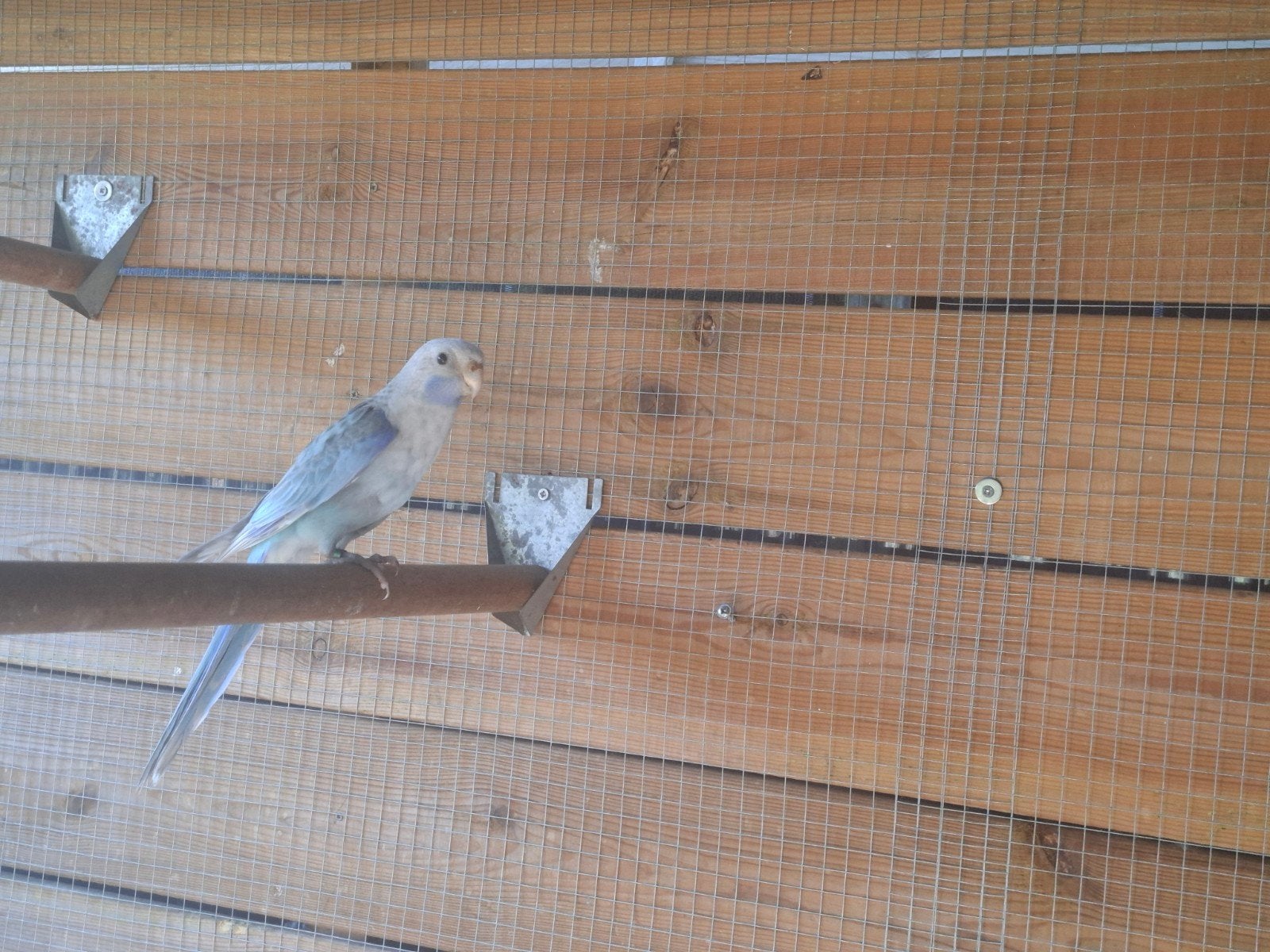rosella ´s, Dieren en Toebehoren