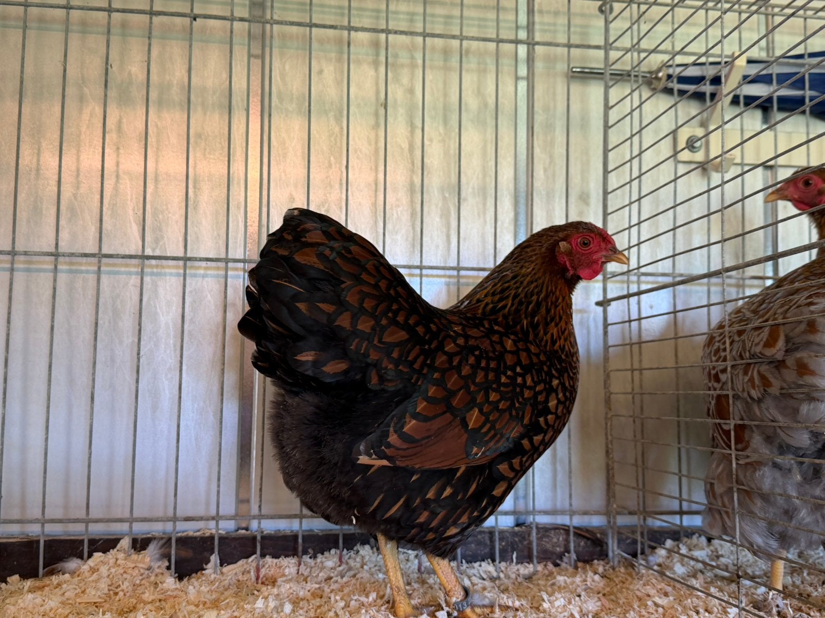 Wyandotte krielen, Dieren en Toebehoren