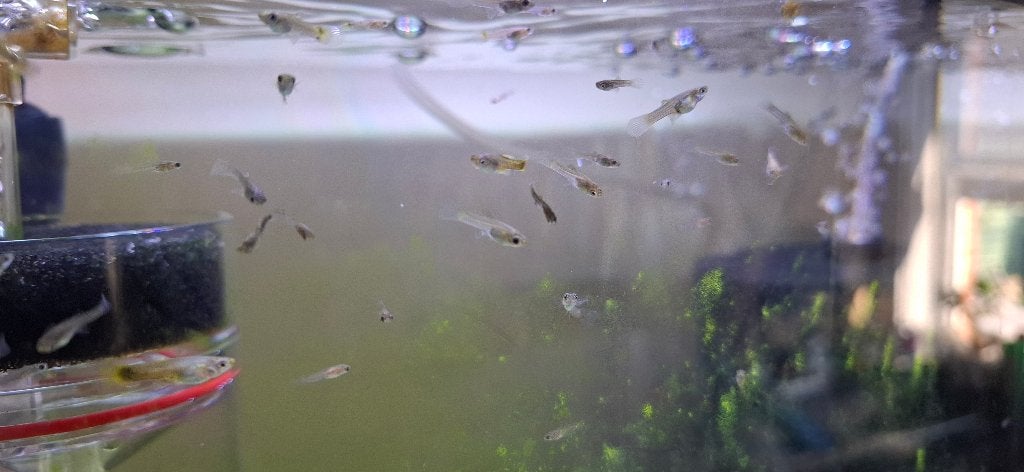 Guppy baby's, Dieren en Toebehoren, Vis, Zoetwatervis