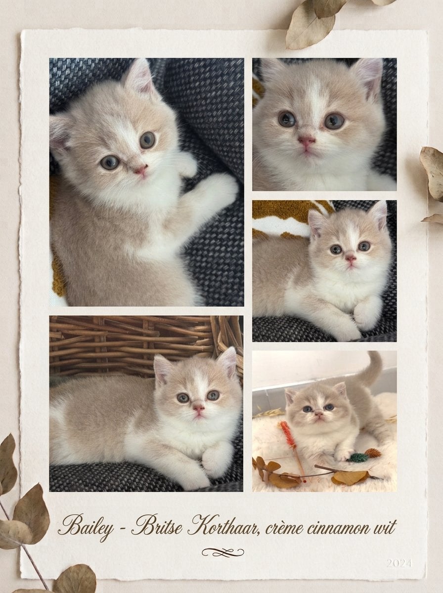 Britse Korthaar kitten met Stamboom, Dieren en Toebehoren, Poes, Met stamboom