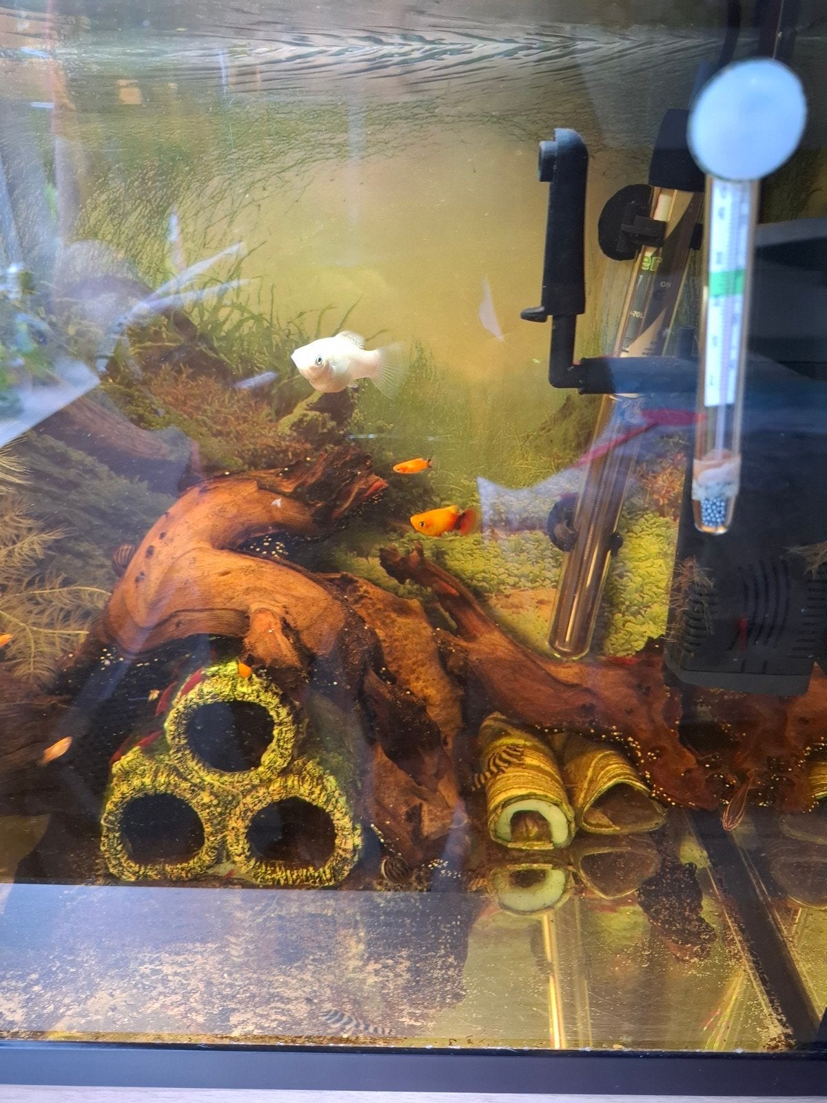 Vissen te koop, Dieren en Toebehoren, Insecten en Spinnen
