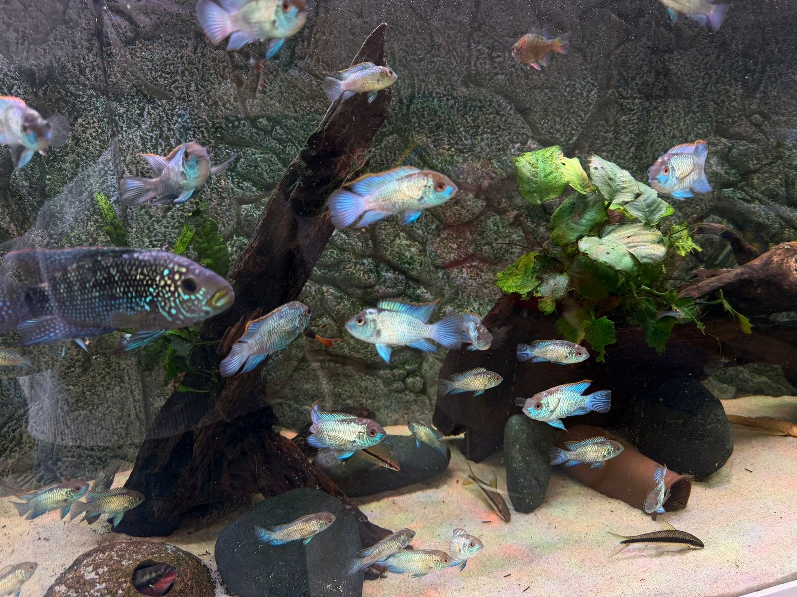 Electric Blue Acara, Dieren en Toebehoren, Vis, Zoetwatervis, Schoolvis