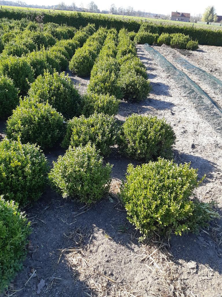 buxus bollen, Ophalen, Buxus, Struik, Minder dan 100 cm