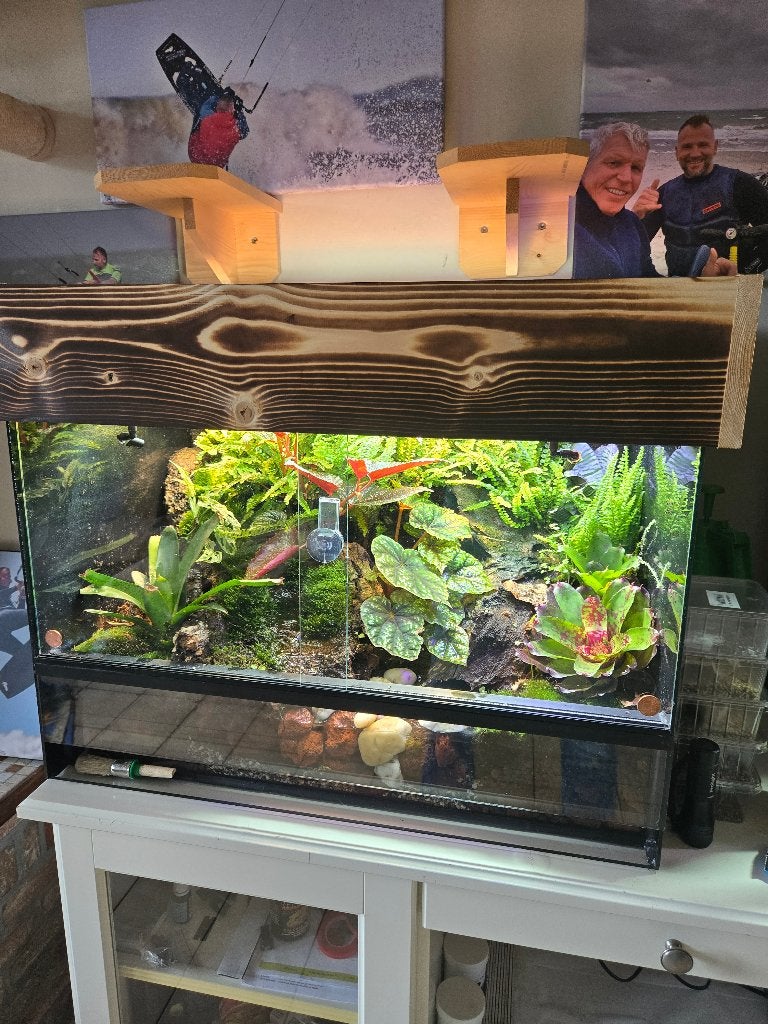 Paludarium met gifkikkers, Animaux & Accessoires, Reptiles & Amphibiens | Accessoires, Enlèvement, Utilisé, Terrarium ou Paludarium