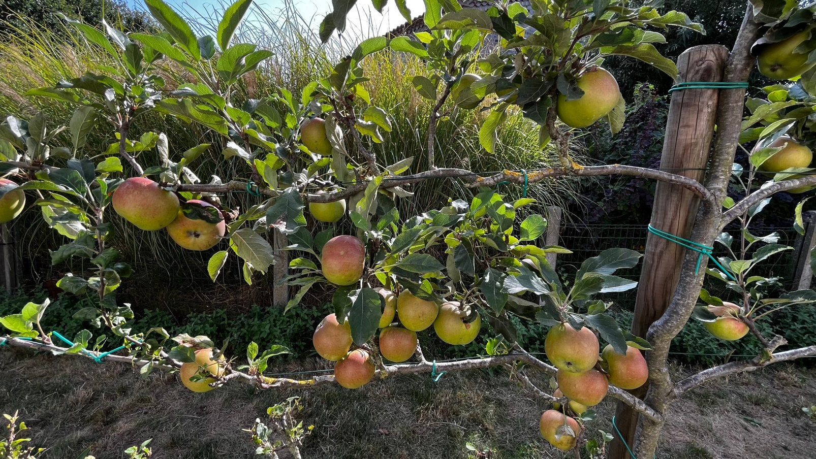 Appelboom palmet geleid, Ophalen, 100 tot 250 cm