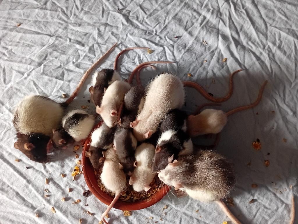 Handtamme ratjes vrouwtjes, Dieren en Toebehoren, Knaagdieren, Rat, Januari, Meerdere dieren, Tam