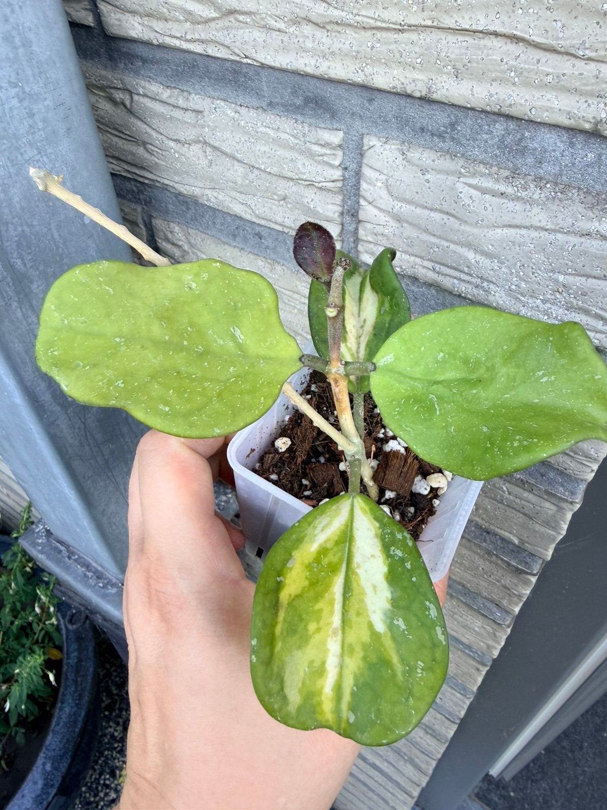 Hoya obovata variegata, Enlèvement ou Envoi