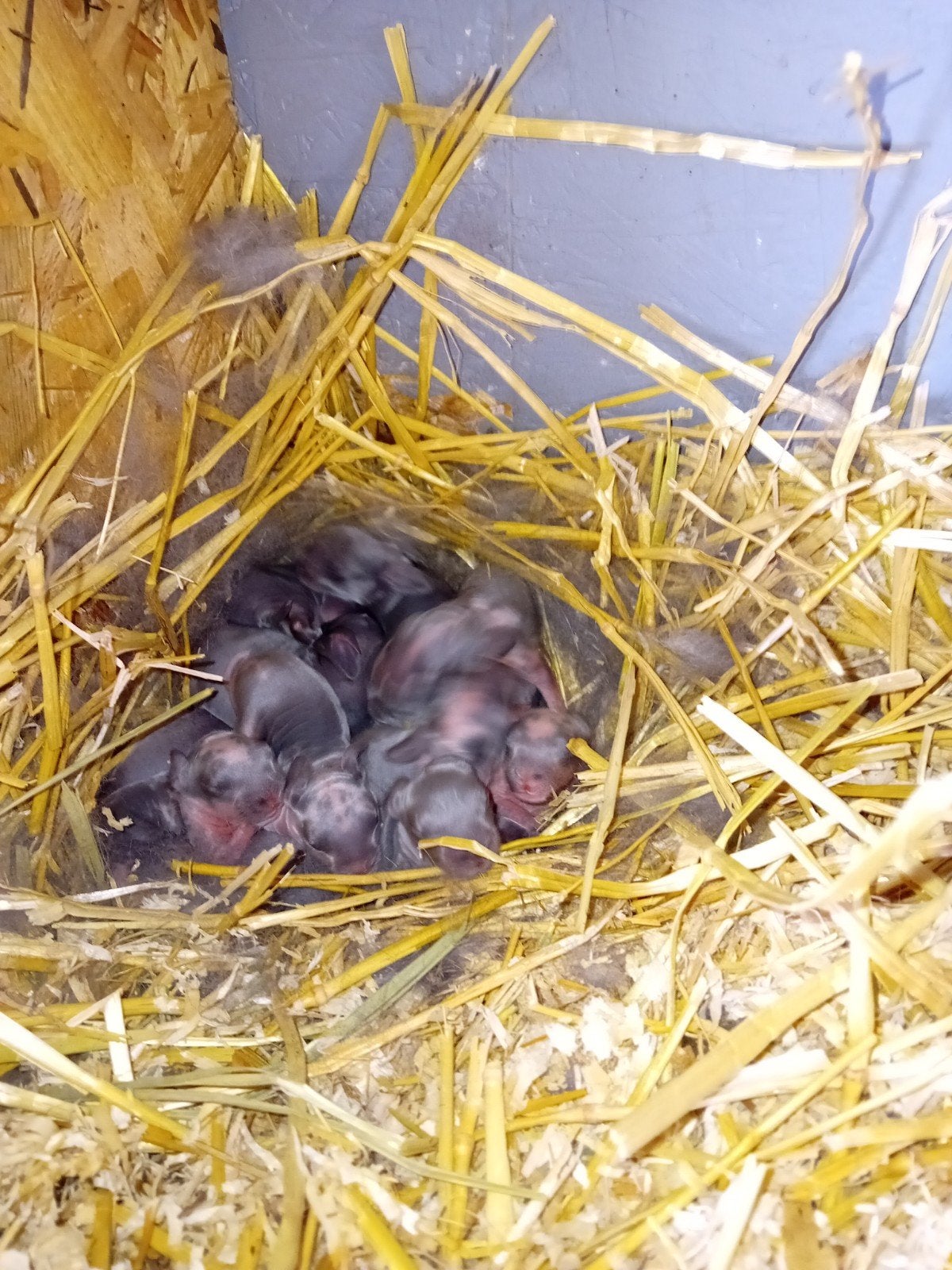 Nieuwe nestjes franse hangoren.  blauwbont, blauw, wit., Dieren en Toebehoren, Konijnen, Meerdere dieren, Groot, Hangoor, 0 tot 2 jaar