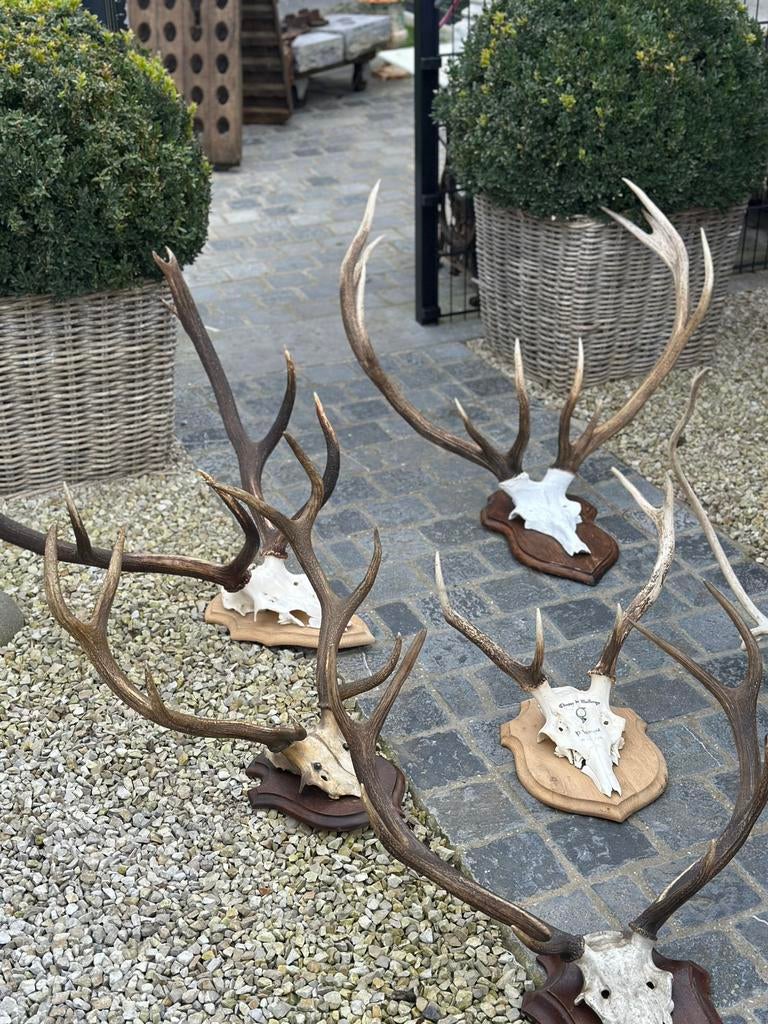 Gewei met schedel herten vanaf 10€ tot 180€ stuk, Antiek en Kunst, Ophalen