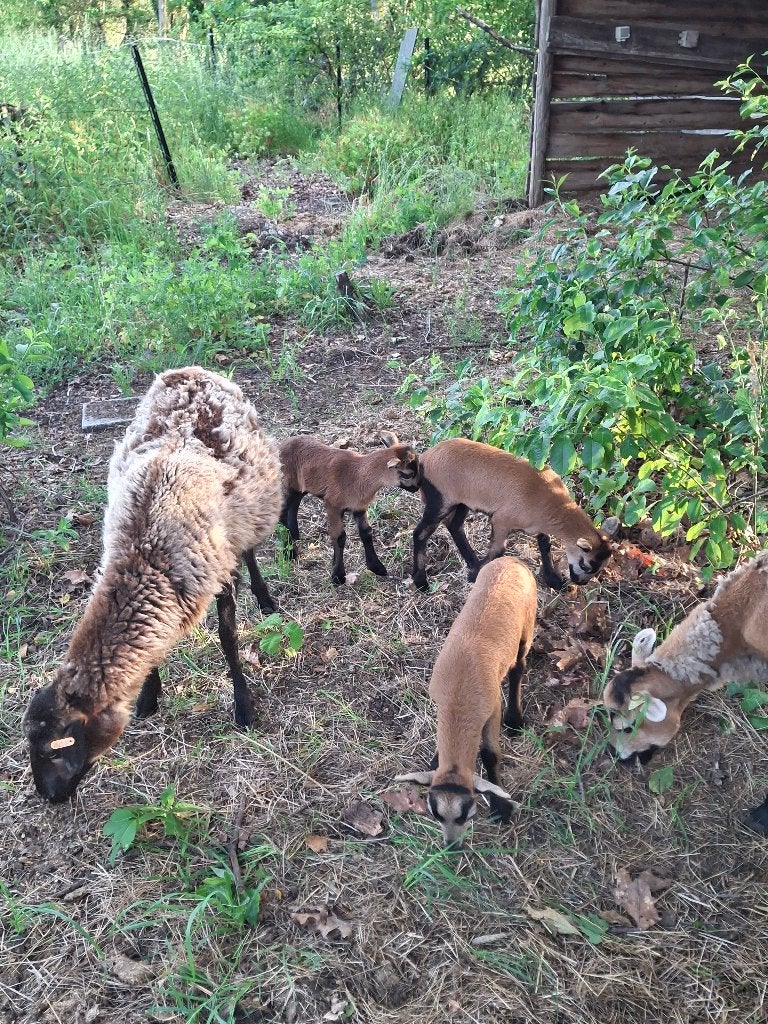 Kameroenschapen, Dieren en Toebehoren, Schapen, Geiten en Varkens, Vrouwelijk, Schaap, 0 tot 2 jaar