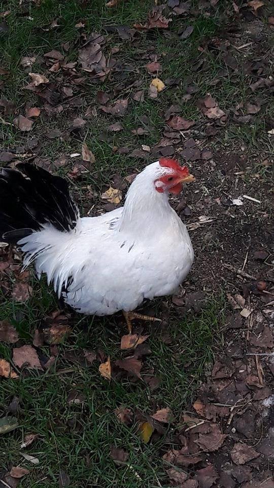 chabo, Dieren en Toebehoren, Pluimvee, Vrouwelijk, Kip