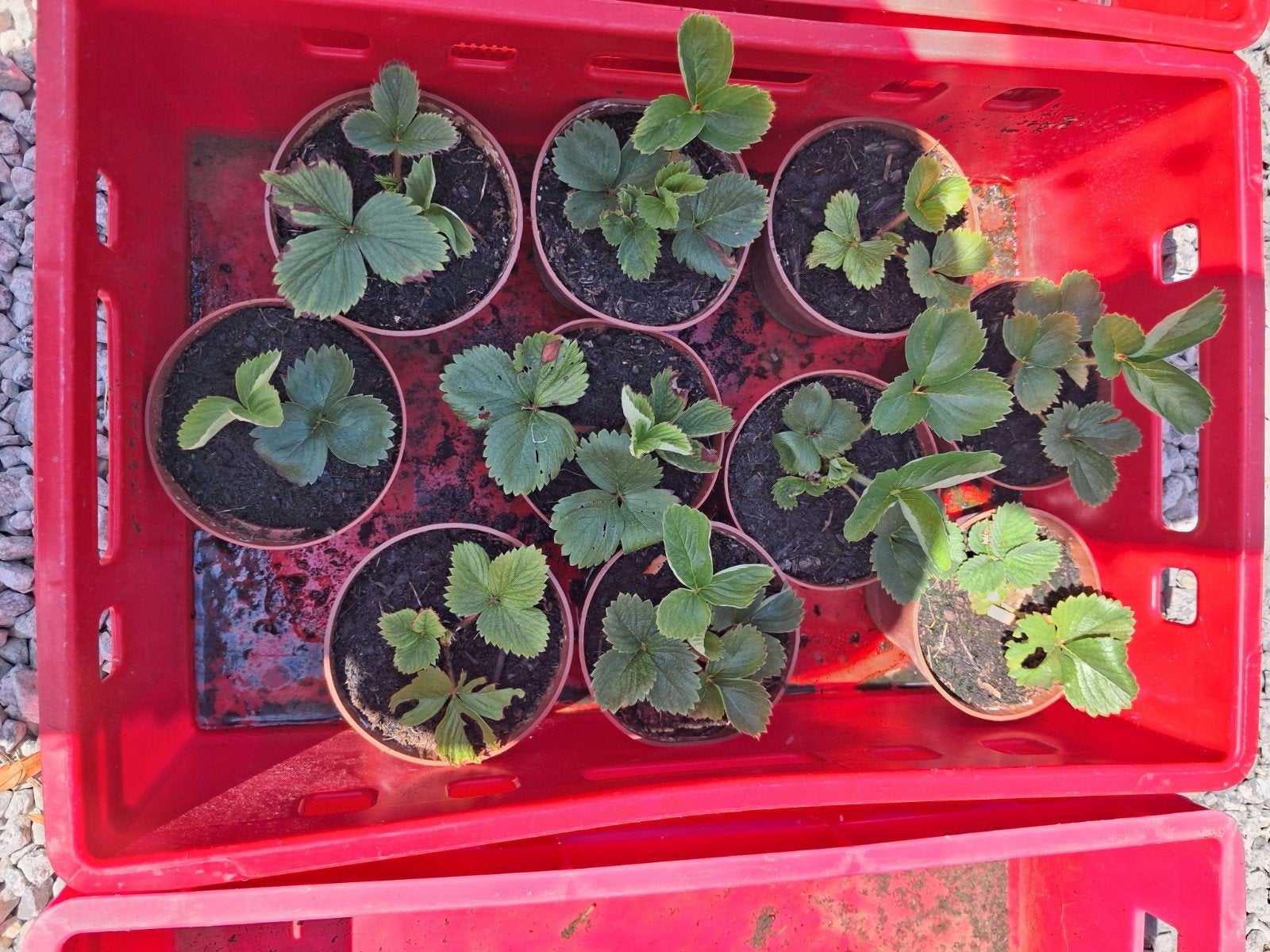 10 fraisier à vendre, Jardin & Terrasse, Plantes | Jardin, Enlèvement
