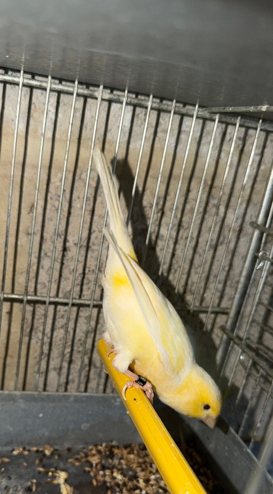 Canaris, Ophalen